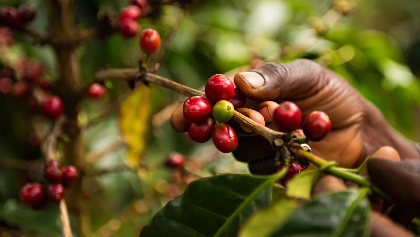 Handpicking Red Coffee Cherries